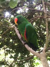 Cargar imagen en el visor de la galería, PARQUE TRICAO