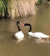 Cargar imagen en el visor de la galería, PARQUE TRICAO