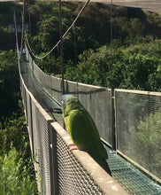 Cargar imagen en el visor de la galería, PARQUE TRICAO
