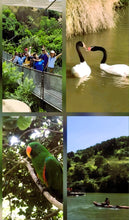 Cargar imagen en el visor de la galería, PARQUE TRICAO
